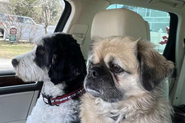 House sit in Burlington, VT, US