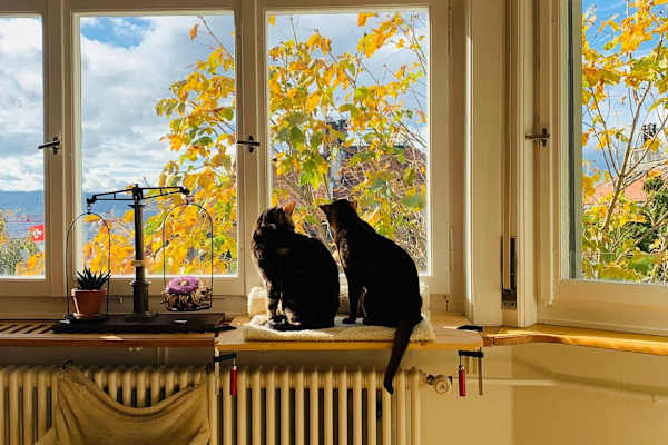 House sit in Zürich, Switzerland