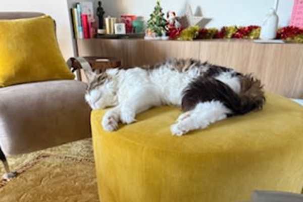 House sit in Perth, WA, Australia