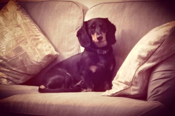 House sit in Hexham, United Kingdom