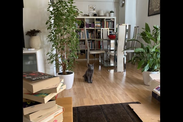 House sit in Glasgow, United Kingdom