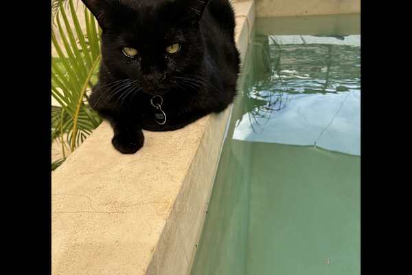 House sit in Mérida, Mexico