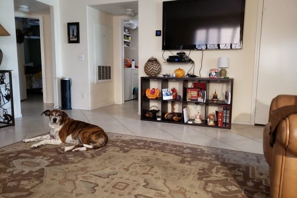 House sit in Las Vegas, NV, US