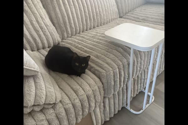 House sit in Redwood City, CA, US