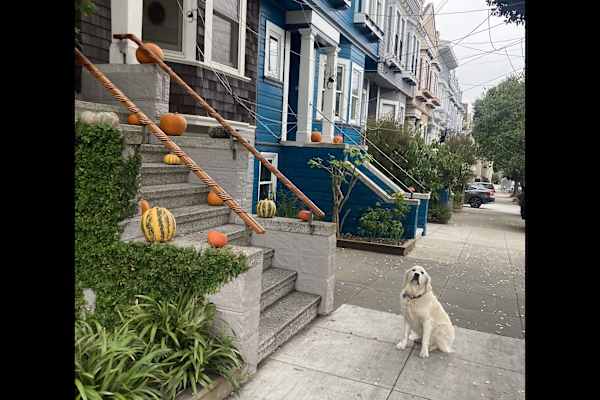 House sit in San Francisco, CA, US