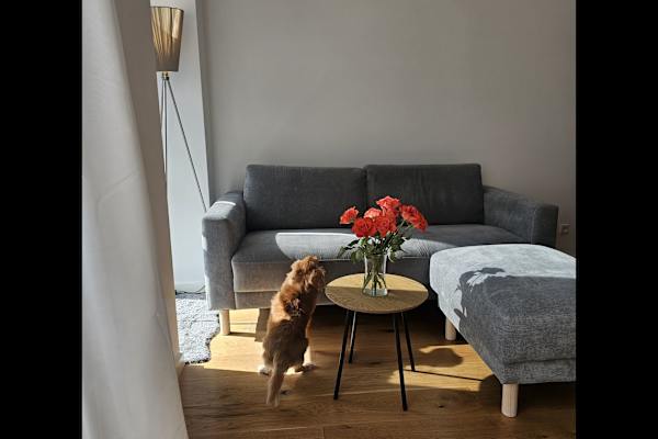 House sit in Copenhagen, Denmark