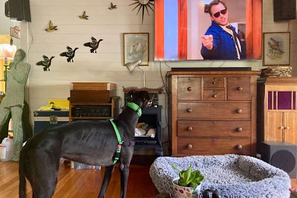 House sit in Townsville, QLD, Australia
