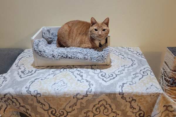 House sit in Asheville, NC, US