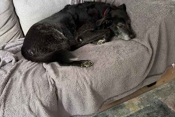 House sit in Blackrock, Ireland