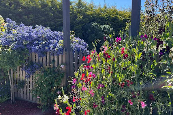 House sit in Lancefield, VIC, Australia