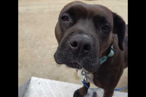 House sit in Hassocks, United Kingdom