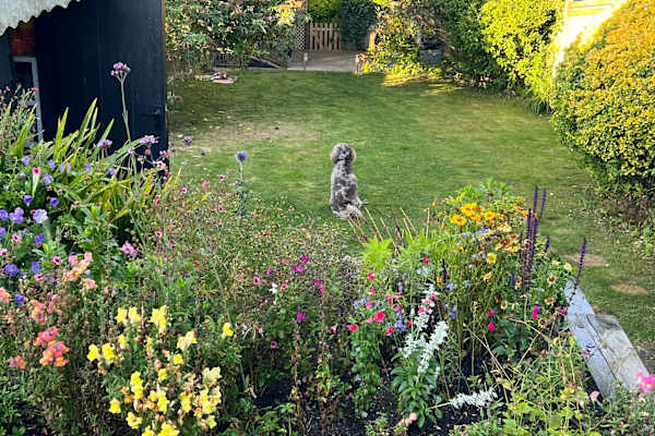 House sit in Sevenoaks, United Kingdom