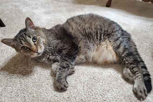 House sit in Albuquerque, NM, US