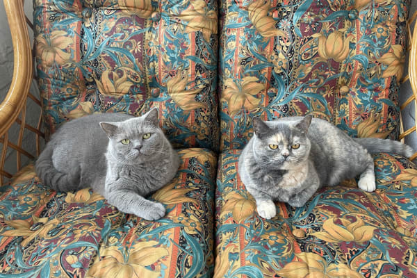 House sit in Köln, Germany