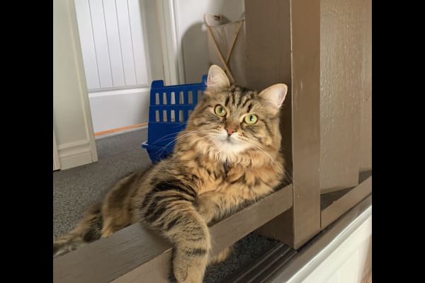 House sit in Toronto, ON, Canada