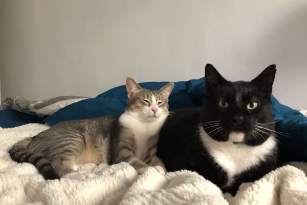 House sit in Oceanside, CA, US