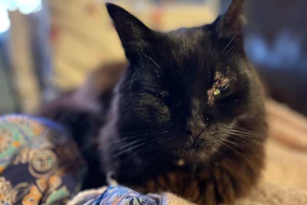 House sit in London, United Kingdom