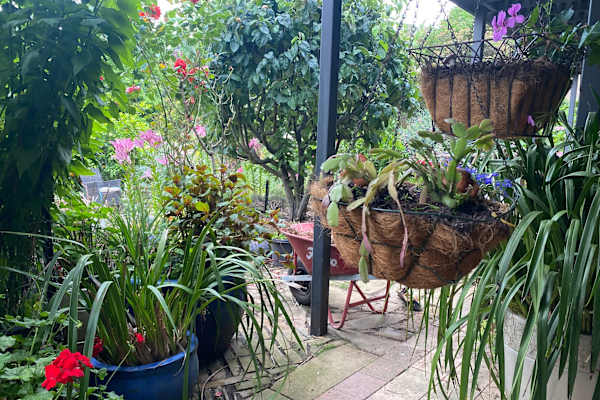 House sit in Launceston, TAS, Australia