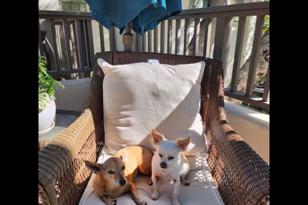 House sit in Santa Barbara, CA, US