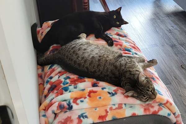 House sit in Newark, NJ, US