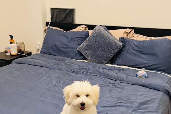 House sit in Dubai, United Arab Emirates