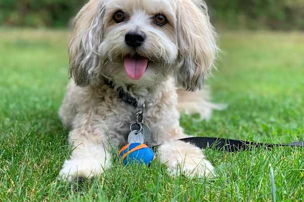 House sit in Seabeck, WA, US