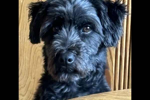 House sit in Gießen, Germany