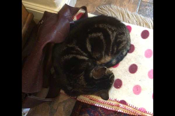 House sit in Hungerford, United Kingdom