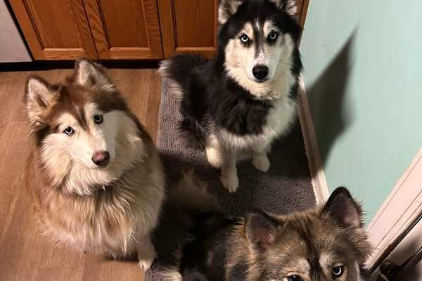 House sit in Virginia Beach, VA, US