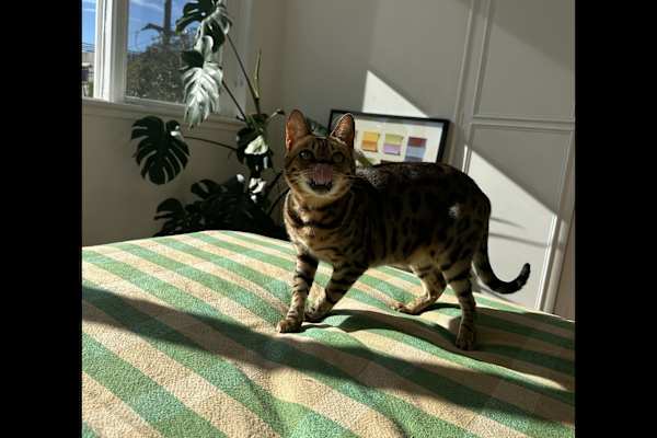 House sit in Melbourne, VIC, Australia