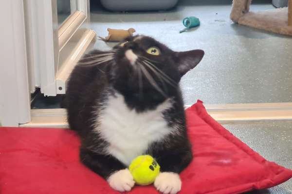 House sit in Torquay, United Kingdom