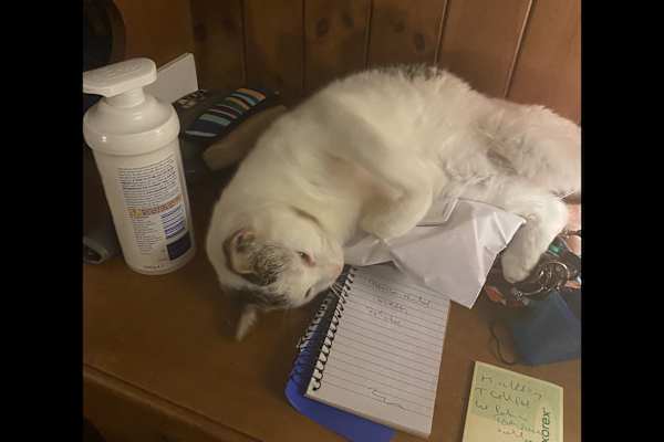 House sit in Bradford, United Kingdom