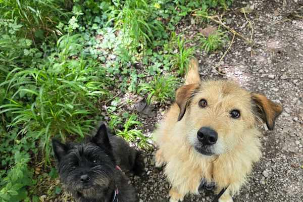 House sit in Lancaster, United Kingdom