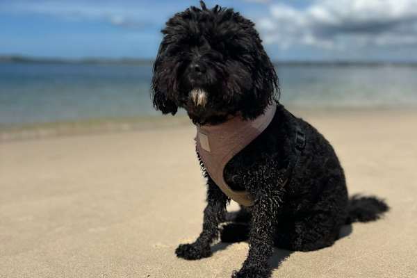 House sit in Sydney, NSW, Australia