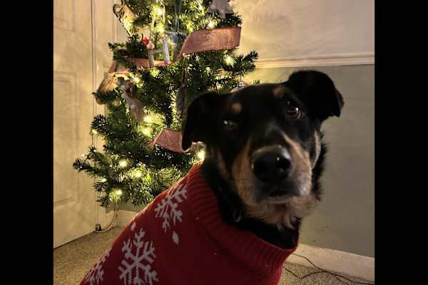 House sit in Ivybridge, United Kingdom