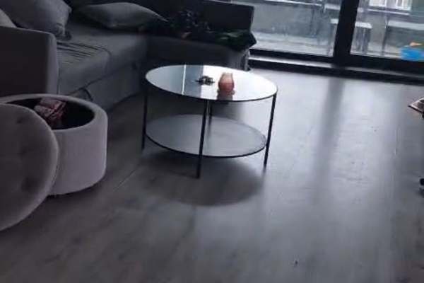 House sit in Haarlem, Netherlands