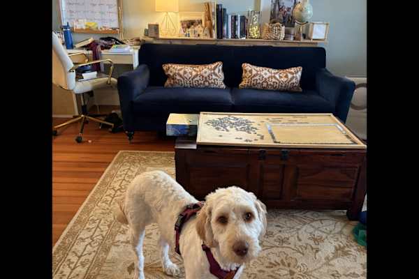 House sit in Boston, MA, US