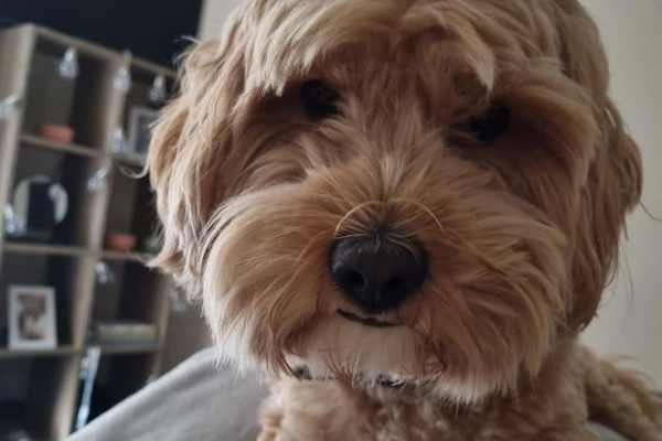 House sit in Melbourne, VIC, Australia