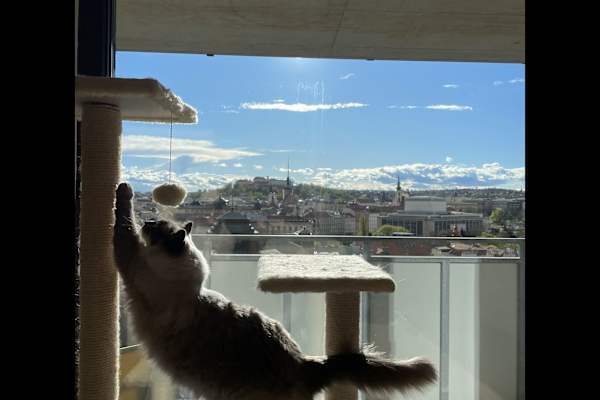 House sit in Brno, Czech Republic