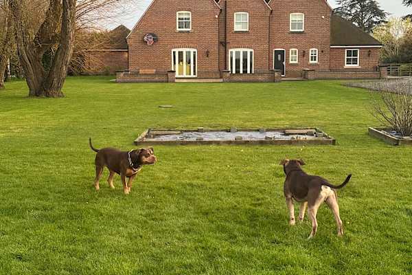 House sit in Long Sutton, United Kingdom