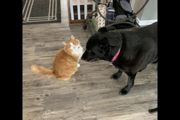 House sit in Appleton, WI, US
