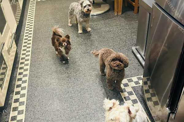 House sit in Wickford, United Kingdom