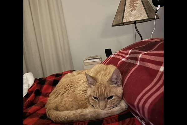 House sit in Sacramento, CA, US