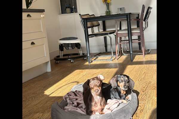 House sit in London, United Kingdom