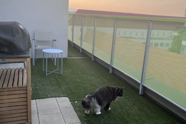 House sit in Vienna, Austria