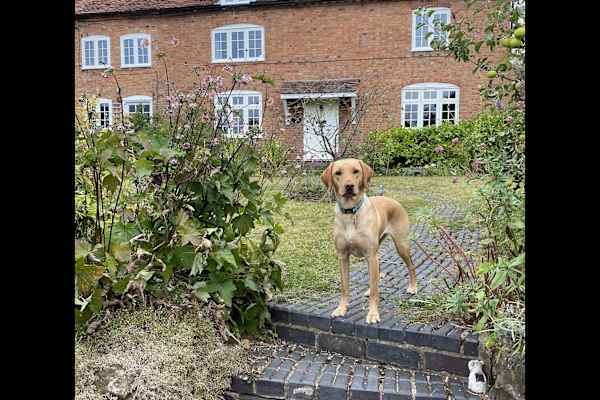 House sit in Stratford-upon-Avon, United Kingdom