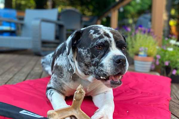 House sit in Vancouver, BC, Canada