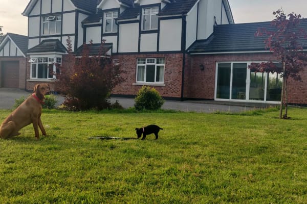 House sit in Kilkenny, Ireland