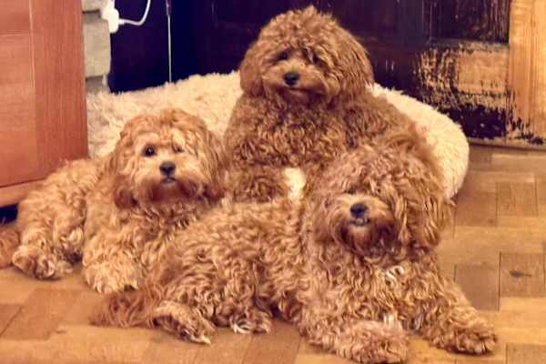 House sit in Amersham on the Hill, United Kingdom