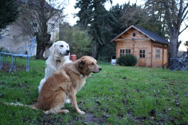 House sit in Chinon, France